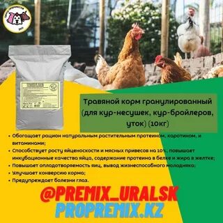 Лучшие корма для кур несушек