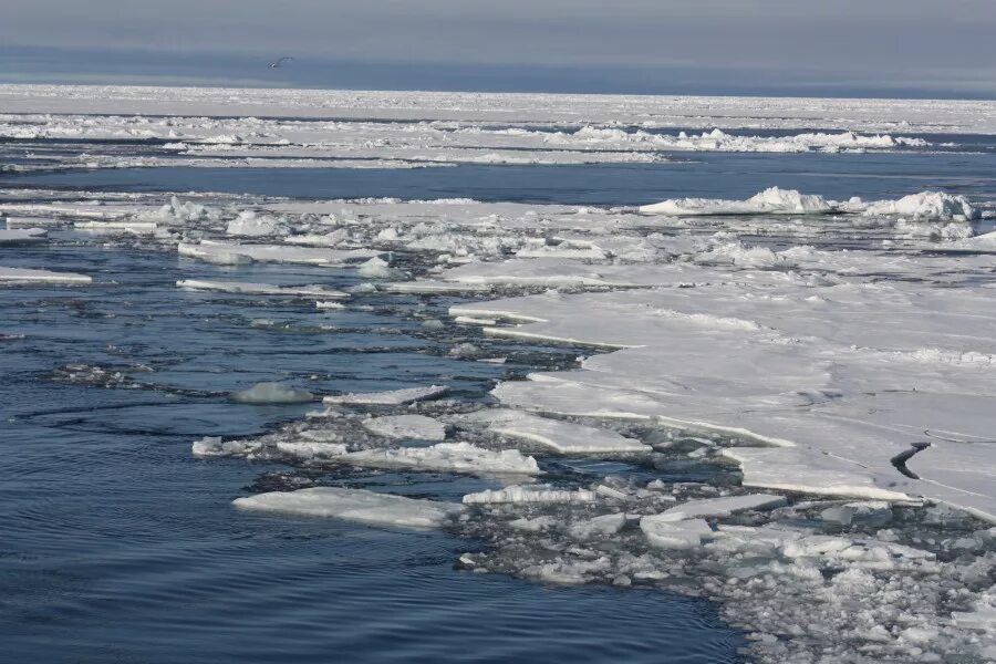 Море Лаптевых. Море Лаптевых климат. Вид моря Лаптевых. Лаптевых море Лаптевых. Бассейн океана лаптевых