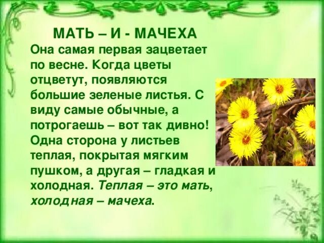 Когда зацвела мать. Когда зацветает мать и мачеха. Цветок мать-и-мачеха описание. Когда появляется мать и мачеха. Мать-и-мачеха самая первая????.