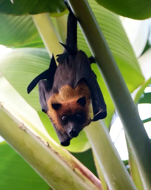 летучая лисица мальдивы. мадагаскарский крылан. летучая лисица мальдивы. маврикий летучие лисицы. летучие лисицы на мальдивах.