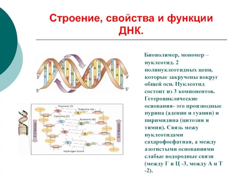 Днк состав функции