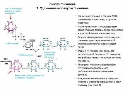 Белок в печени превращается в гликоген