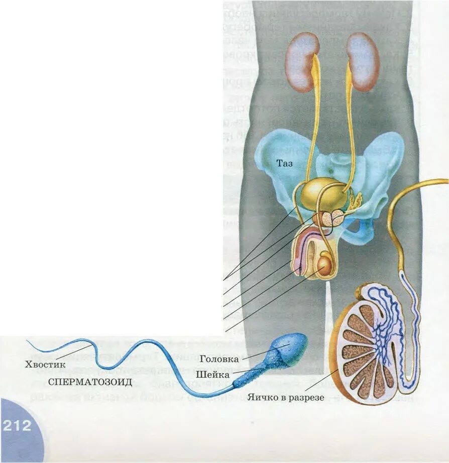 Половая система человека. Строение половой системы человека. Половое размножение людей. Анатомия половое размножение практика. Половая система человека 9 класс