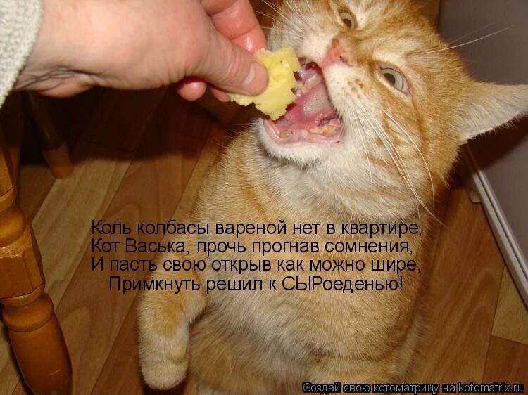 Колбасит это. Кот хочет кушать. Кот ест колбасу. Юмор Котоматрица. Кот жрет сыр.