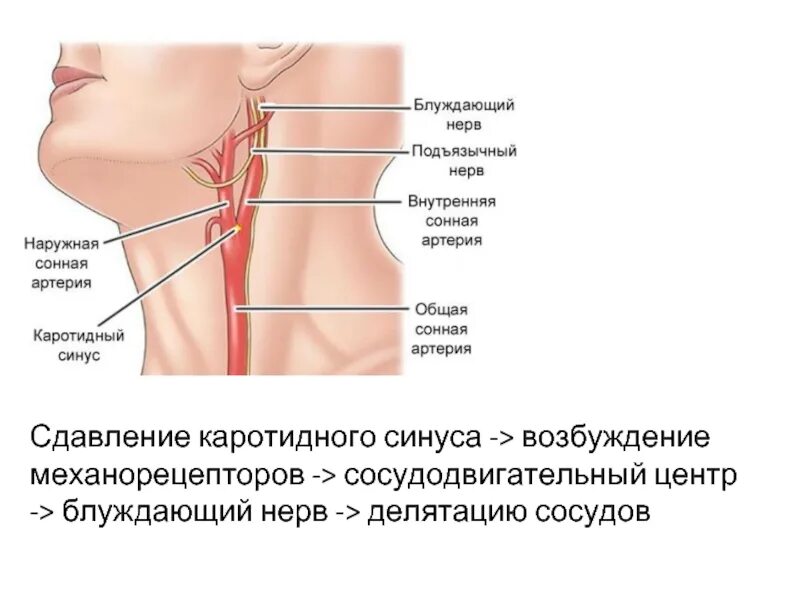 Сосуды каротидного синуса. Общая Сонная артерия анатомия каротидный синус. Артерия каротидного синуса. Клубочки каротидного синуса. Где находится сонная артерия слева