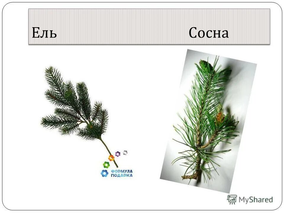 основа слова ель