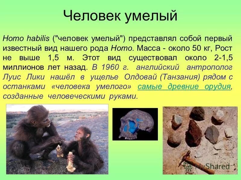 Homo habilis образ жизни. Человек умелый одежда. Человек умелый одежда. Эволюция человека человек умелый. Человек умелый одежда.