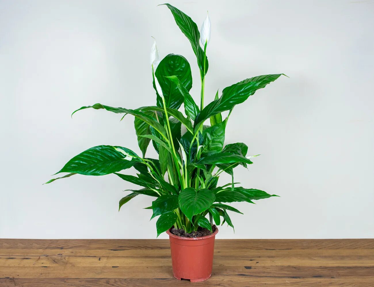 Спатифиллум высота. Спатифиллум (Spathiphyllum). Спатифиллум floribundum. Спатифиллум Мауна Лоа.