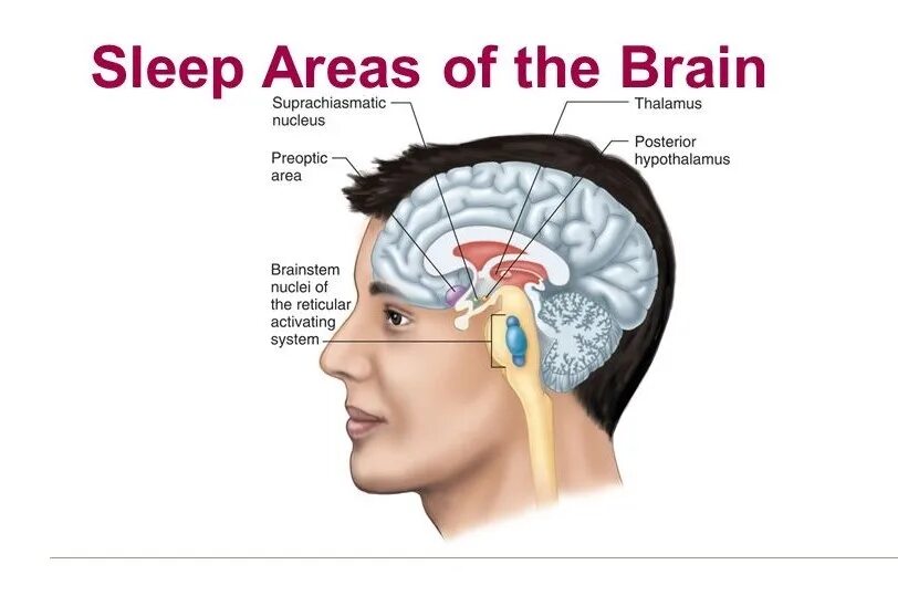 Сон и мозг. Suprachiasmatic Nucleus. Гипнотоксины. Sleep Physiology.