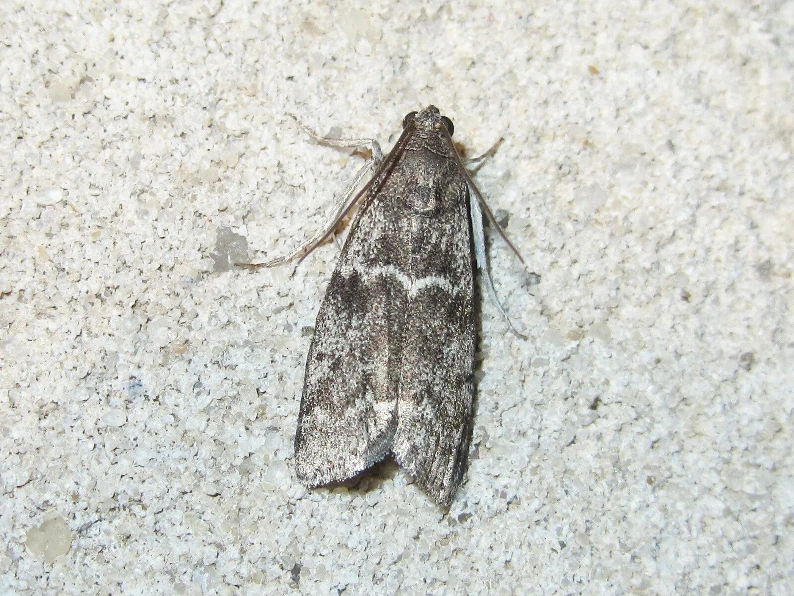 Anania hortulata - Бабочки Нижегородской области