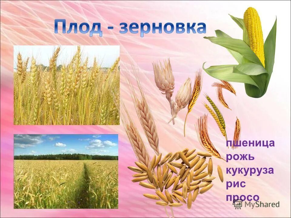 зерновка ячменя. плод ржи зерновка. голозерный ячмень зерновка. рожь описание. овес посевной зерновка.