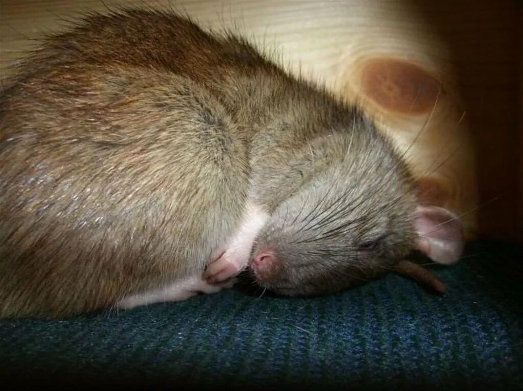 Мыши днем спят ночью