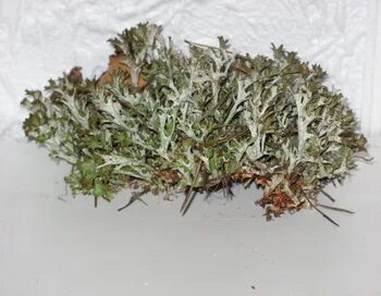 Исландская пармелия