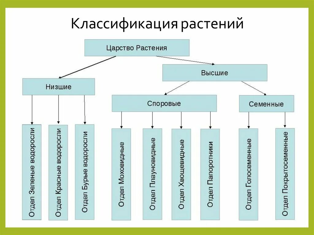 Царство растений классификация схема. Систематика царства растений схема. Отделы царства растений 5 класс. Классификация высших споровых растений схема.