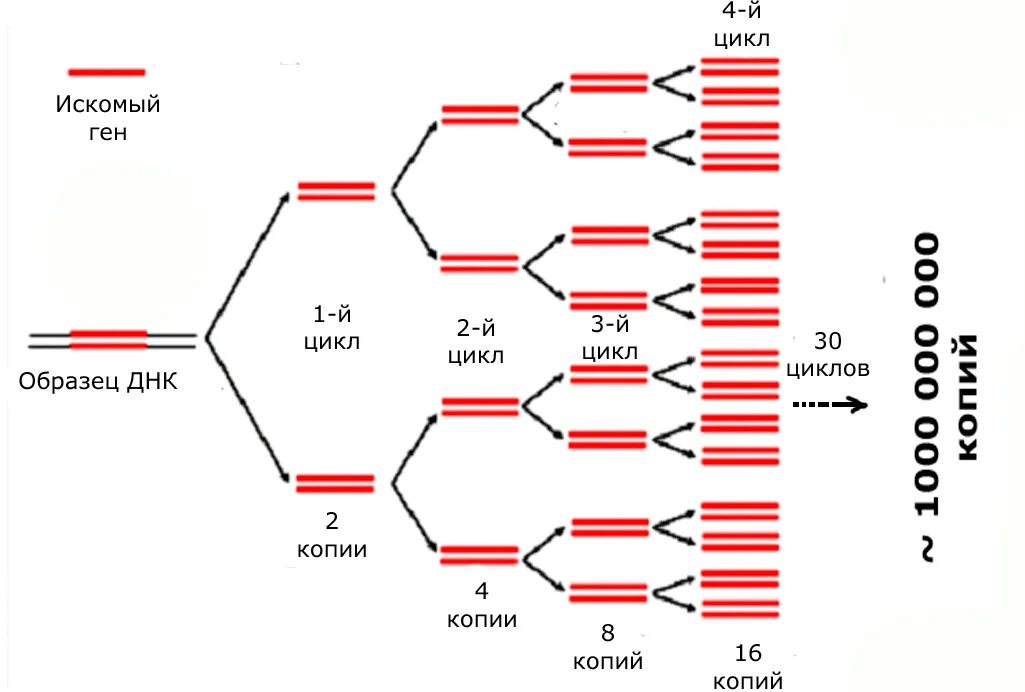 Полимеразная цепная реакция схема. Схема полимеразной цепной реакции. Амплификация ДНК методом ПЦР. Схема двух циклов ПЦР микробиология. Изменение количества генов