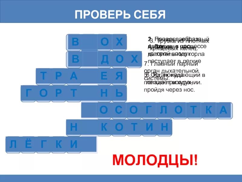 Кроссворд на тему дыхание. Кроссворд органы дыхания. Кроссворд дыхательная система. Кроссворд по дыхательной системе. Кроссворд на тему дыхание биология 6 класс