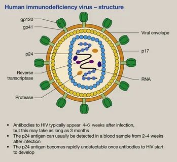 Hot picture Hiv Aids Virus Structure, find more porn picture diagnosis and ...