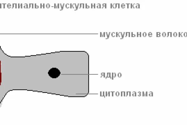 Кожно мускульные клетки. Строение кожно мускульной клетки. Эпителиально мускульные клетки гидры. Строение эпителиально мускульной клетки. Эпителиально мускульные клетки гидры рисунок.