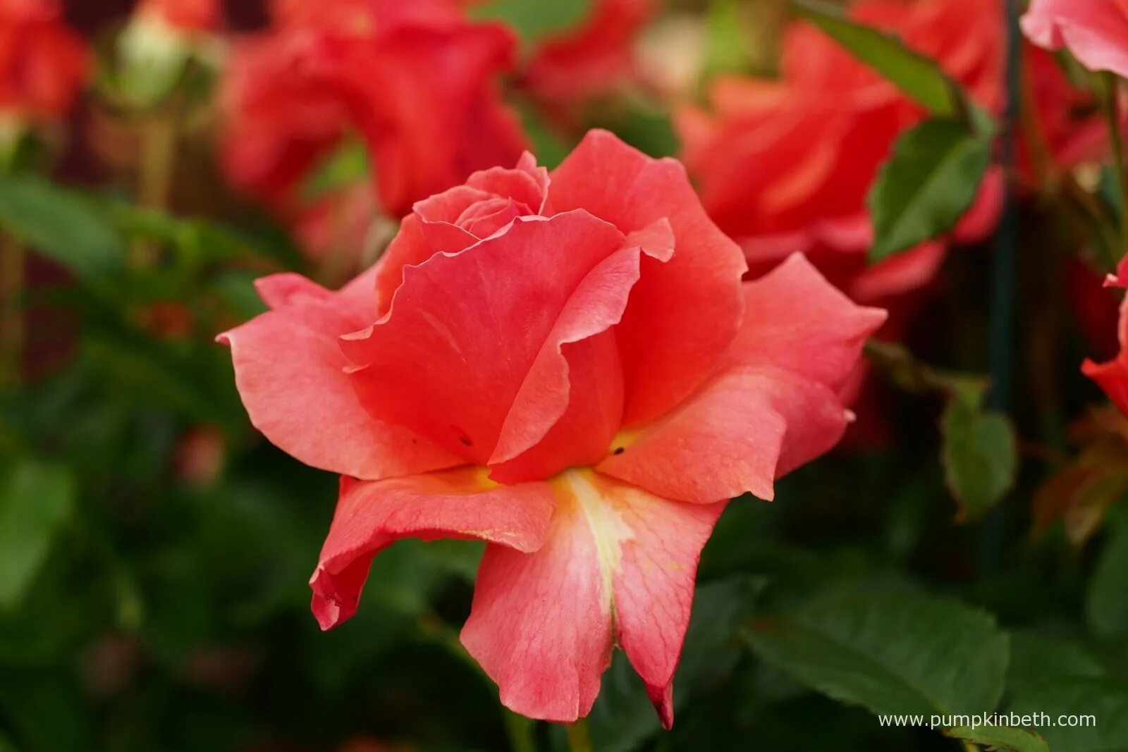 I am rose i am. I am rose i am. Ай эм грейтфул флорибунда. Флорибунда ай эм макмиллан. I am rose i am.