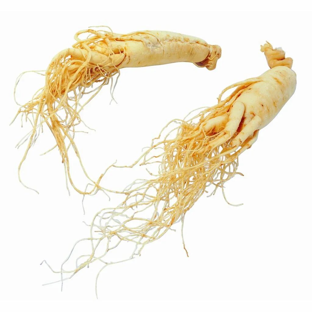 Корень женьшеня отзывы. Panax Ginseng женьшень. Корни женьшеня и Мандрагоры. Корень Шанданского женьшеня.