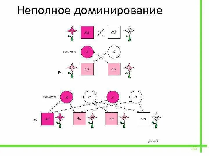 Неполное доминирование расщепление по генотипу. Неполное доминирование схема. неполное доминирование это в генетике. закон неполного доминирования. неполное доминирование это в биологии.