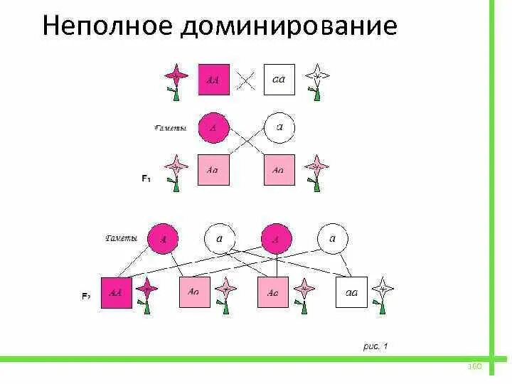 Неполное доминирование схема. Неполное доминирование это в генетике. Закон неполного доминирования. Неполное доминирование это в биологии. Принцип неполного доминирования