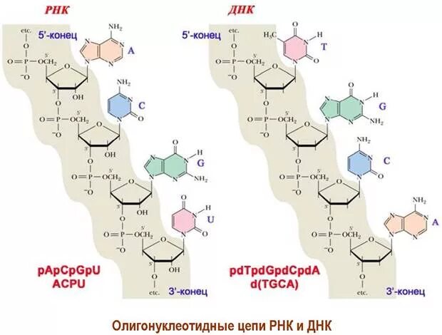 Постройте цепь рнк. Цепь РНК. Цепочка ДНК И РНК. Цепь ДНК И РНК формула. Фрагмент полимерной Цепочки ДНК.