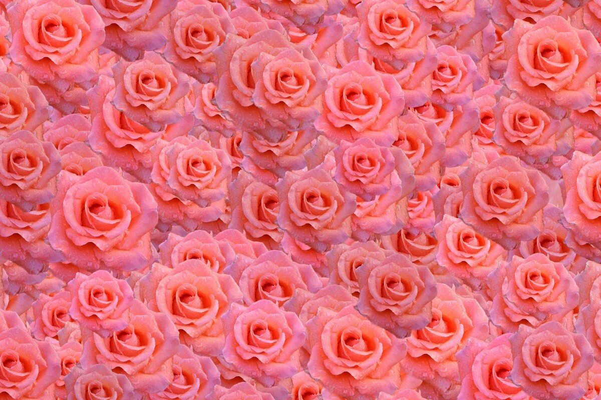 Розы фон. Розовые розы. Красивый фон с розами. Розы паттерн.