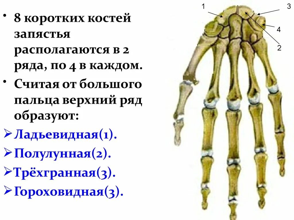 Pisiform Carpal Bone