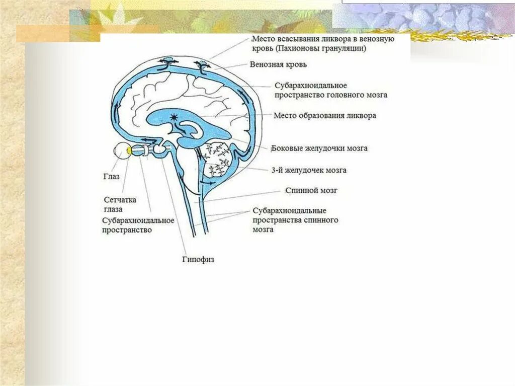 Циркуляция цереброспинальной жидкости схема. Ликворная система головного мозга схема. Схема оттока цереброспинальной жидкости. Ликворная система головного мозга. Желудочки головного мозга. Ликворные изменения мозга