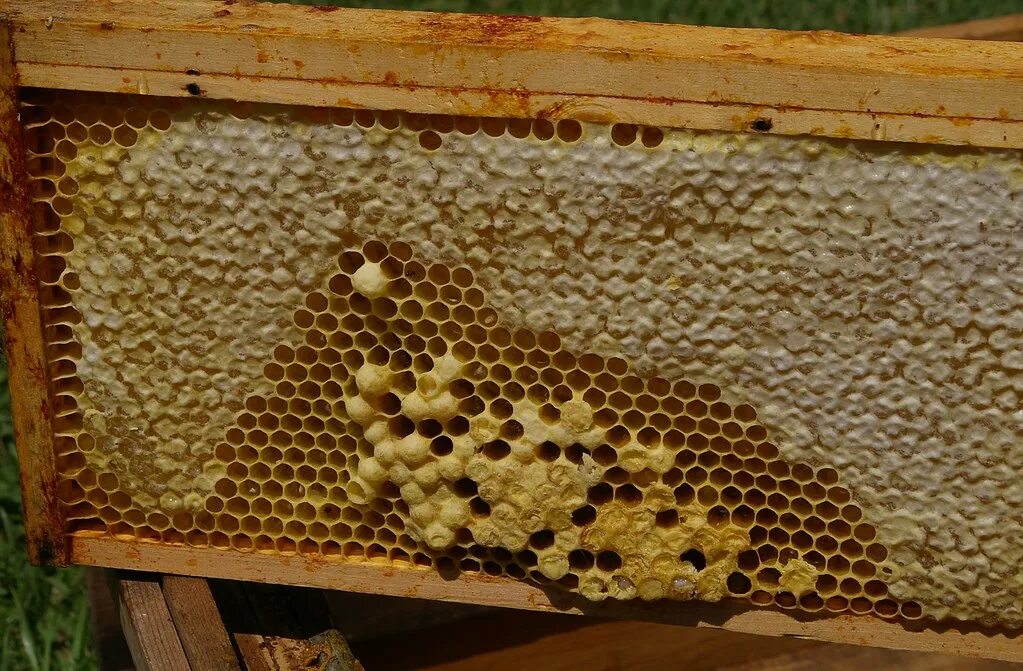 Семья и Пчеловодство. Пчелиная семья. Особи пчелиной семьи. Состав пчелиной семьи. Жизнь пчел рабочих