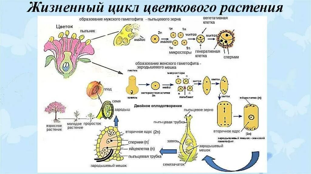 Образование зиготы у покрытосеменных. Жизненный цикл покрытосеменных схема. Цикл размножения покрытосеменных растений схема. Цикл развития цветковых растений 6. Цикл развития покрытосеменных схема.