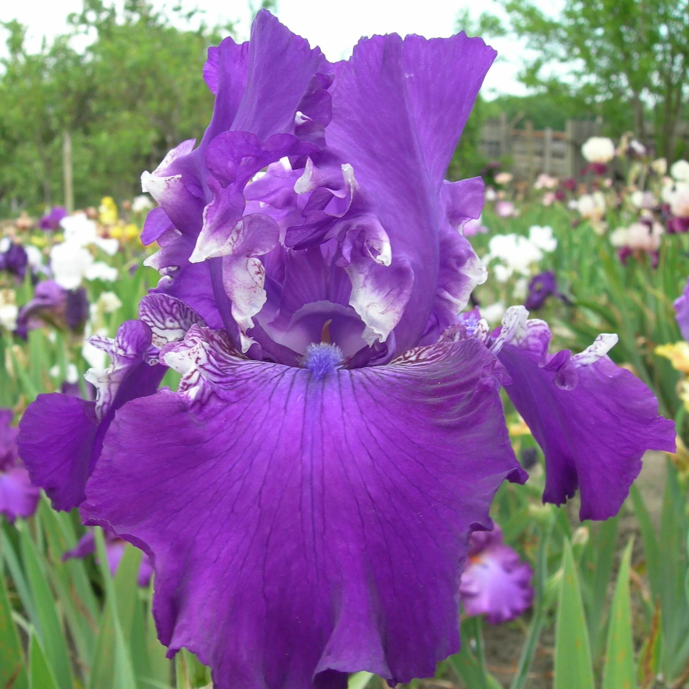 Ирис бородатый gem trader. Ирис сибирский хэвинг фан. Ирис п. Ирис alpine butterfly. Ирис триллион фото.