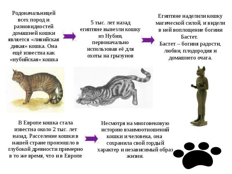 Общее описание кошек. Описание домашней кошки. повадки кошки домашней. повадки и характер кошки. сообщение о кошке.