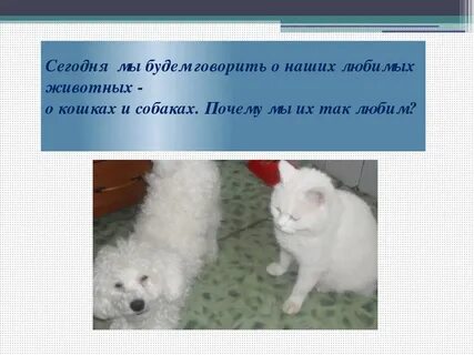Какие собаки не любят кошек
