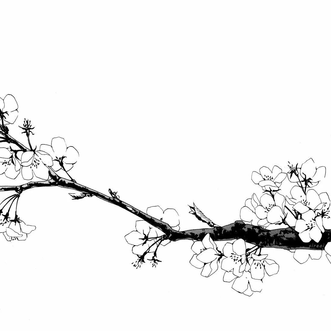 Ветка черно белая картинка. Ветка сакуры сбоку листа. рисунок сакура сбоку. сакура дерево сбоку. сакура черно белая.
