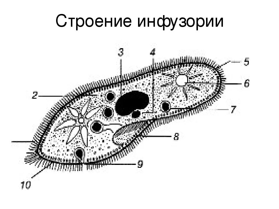 Инфузория туфелька строение. Инфузория туфелька строение рисунок. Строение инфузории туфельки. Схема строения инфузории туфельки. Инфузория туфелька структура