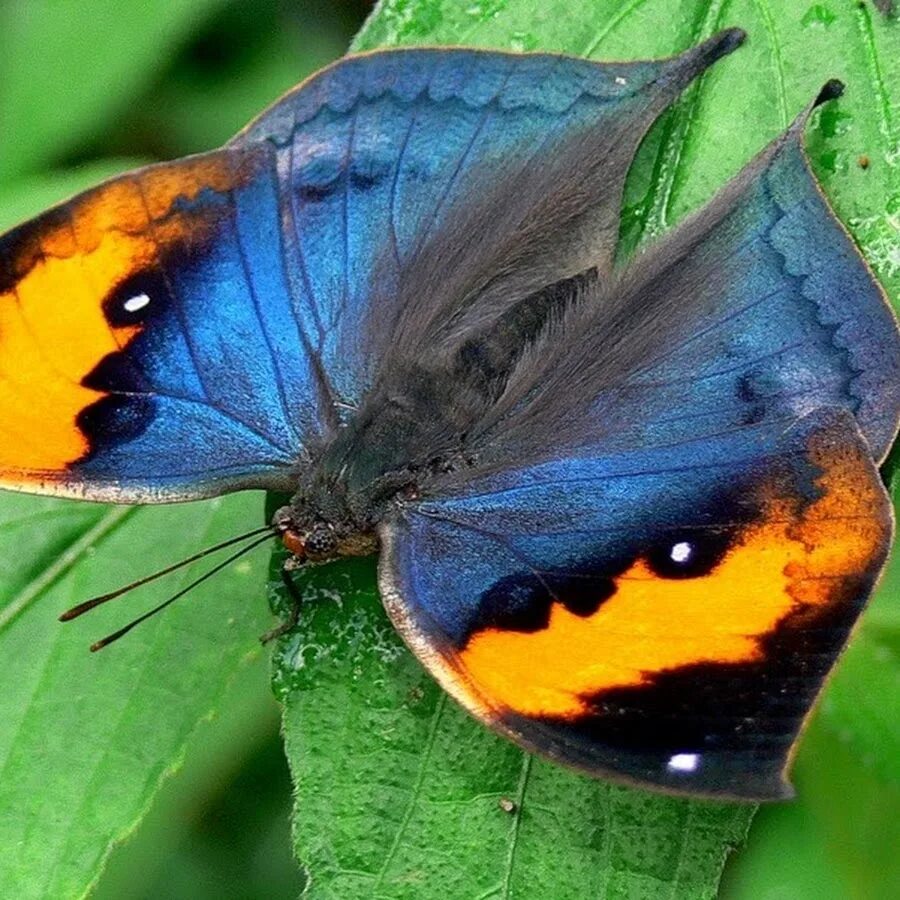 Название самых красивых бабочек. Бабочка Урания Мадагаскарская. Олимпиус Инферно бабочка. Африканские тропические бабочки. Бвинди эндемичные бабочки.