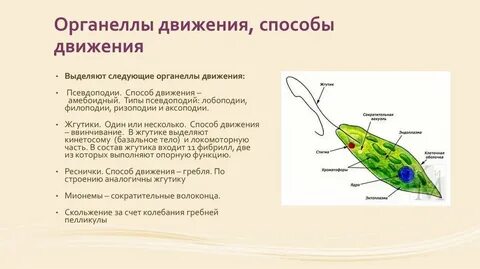 Типы передвижения простейших