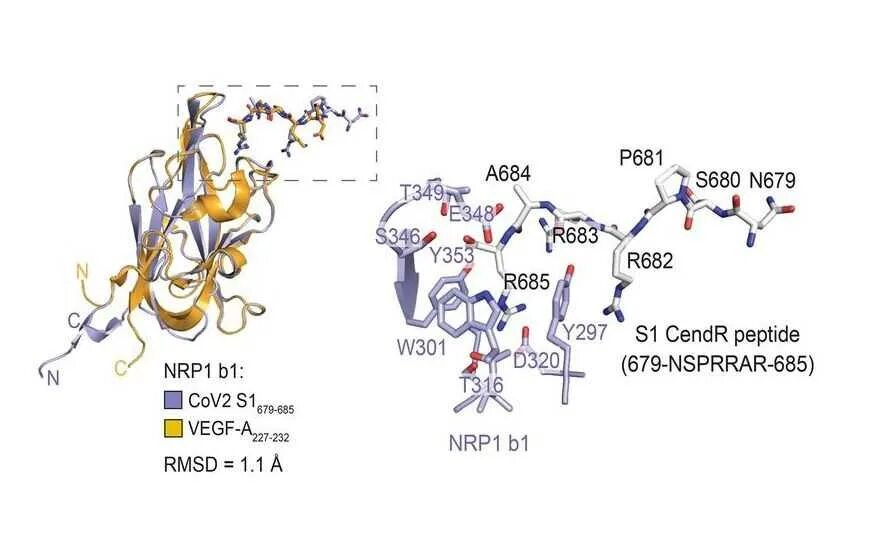 Белок s100. Нейропилин 1 и 2. +Паттерн экспрессии белка s100. Gene activity of the main Peptide Complexes.