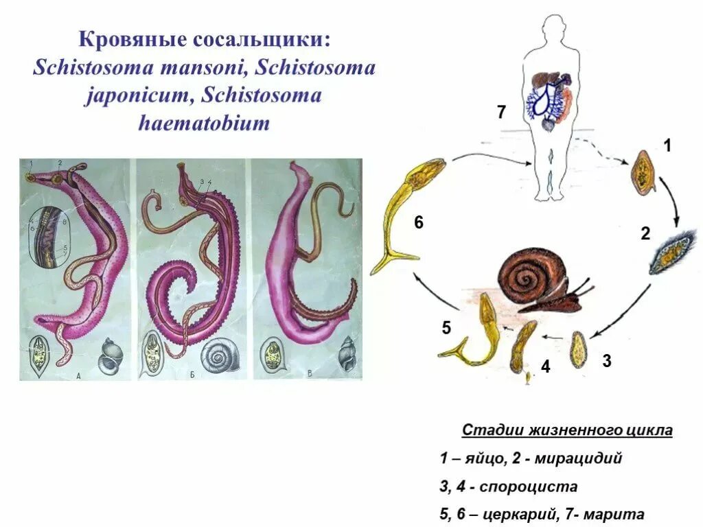 Цикл развития кровяного сосальщика схема. Жизненный цикл кровеносного сосальщика. Schistosoma haematobium жизненный цикл. Жизненный цикл шистосомы кровяной.