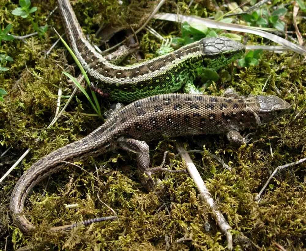 Lacerta Agilis. Ящерица Lacerta Agilis. Прыткая ящерица. Ящерица обыкновенная прыткая.