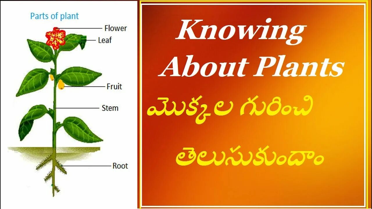 Knows that plants. About Plants. What is Plant. Plant Physiology. Plant Physiology Water.