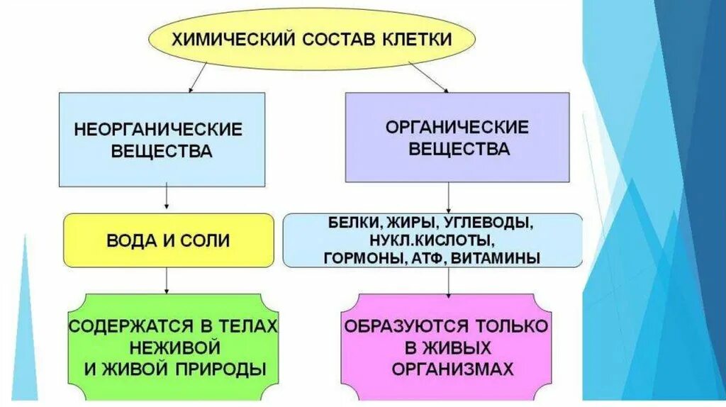 Органические вещества содержащиеся в воде. Химические соединения клетки органические и неорганические. схема химический состав клетки органические вещества 9 класс. химический состав клетки неорганические вещества функции. химические свойства клетки органические вещества.