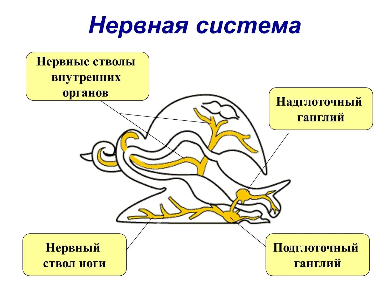 Органы размножения открываются в мантийную полость. Строение нервной системы моллюсков. Строение нервной системы брюхоногих моллюсков. Нервная система моллюсков схема. Система прудовика нервная система.