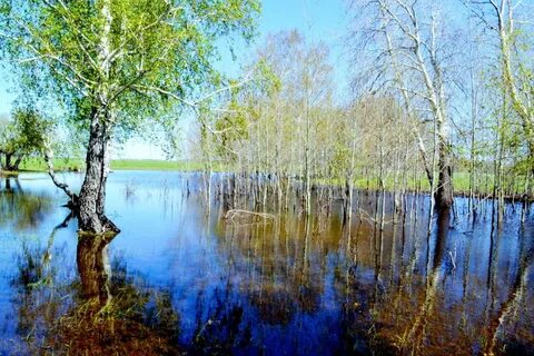 Весенняя вода разлилась затопив березовую рощу