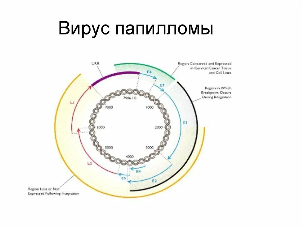 Схема строения вируса папилломы человека. Вирус попиломычеловека. Папилломавирус микробиология. Папилломавирусная инфекция. Вирус папилломы человека микробиология.