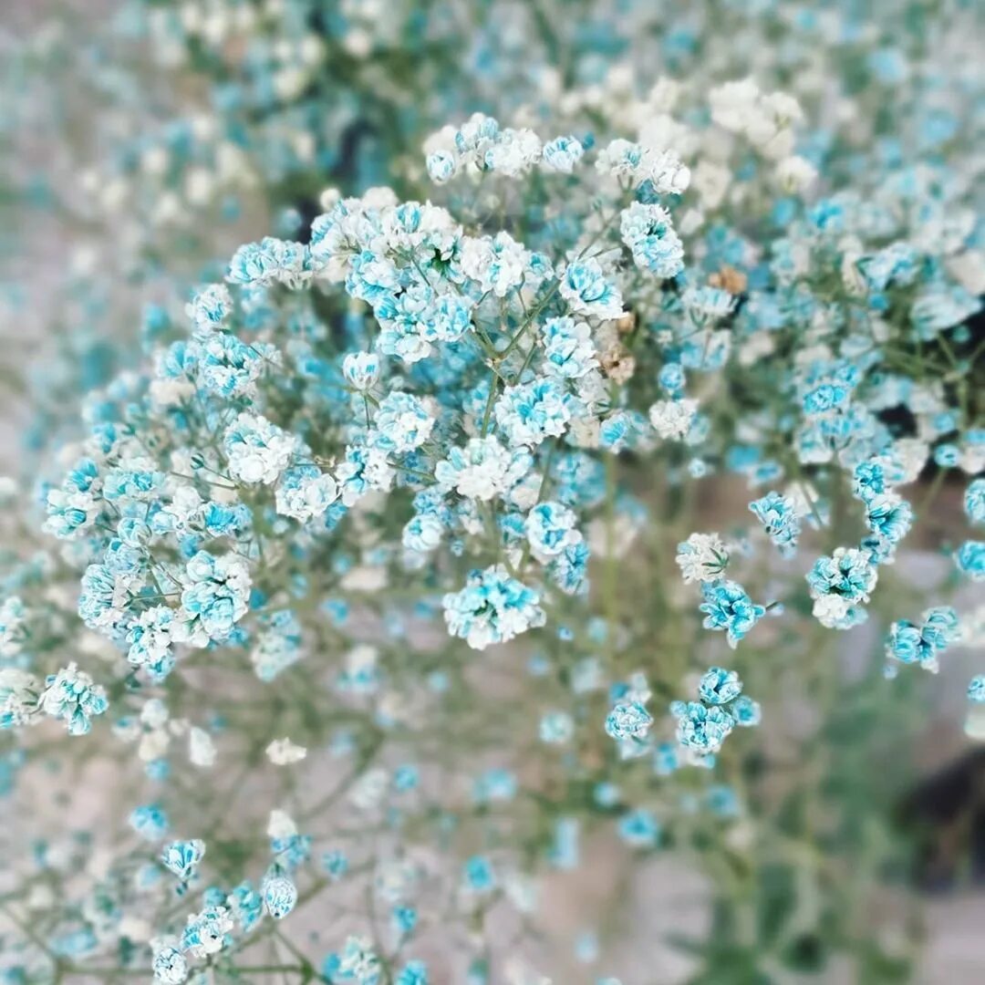 Гипсофила сноуфлейк. Гипсофила метельчатая паникулата. Гипсофила ампельная. Гипсофила метелица. Гипсофила элеганс.