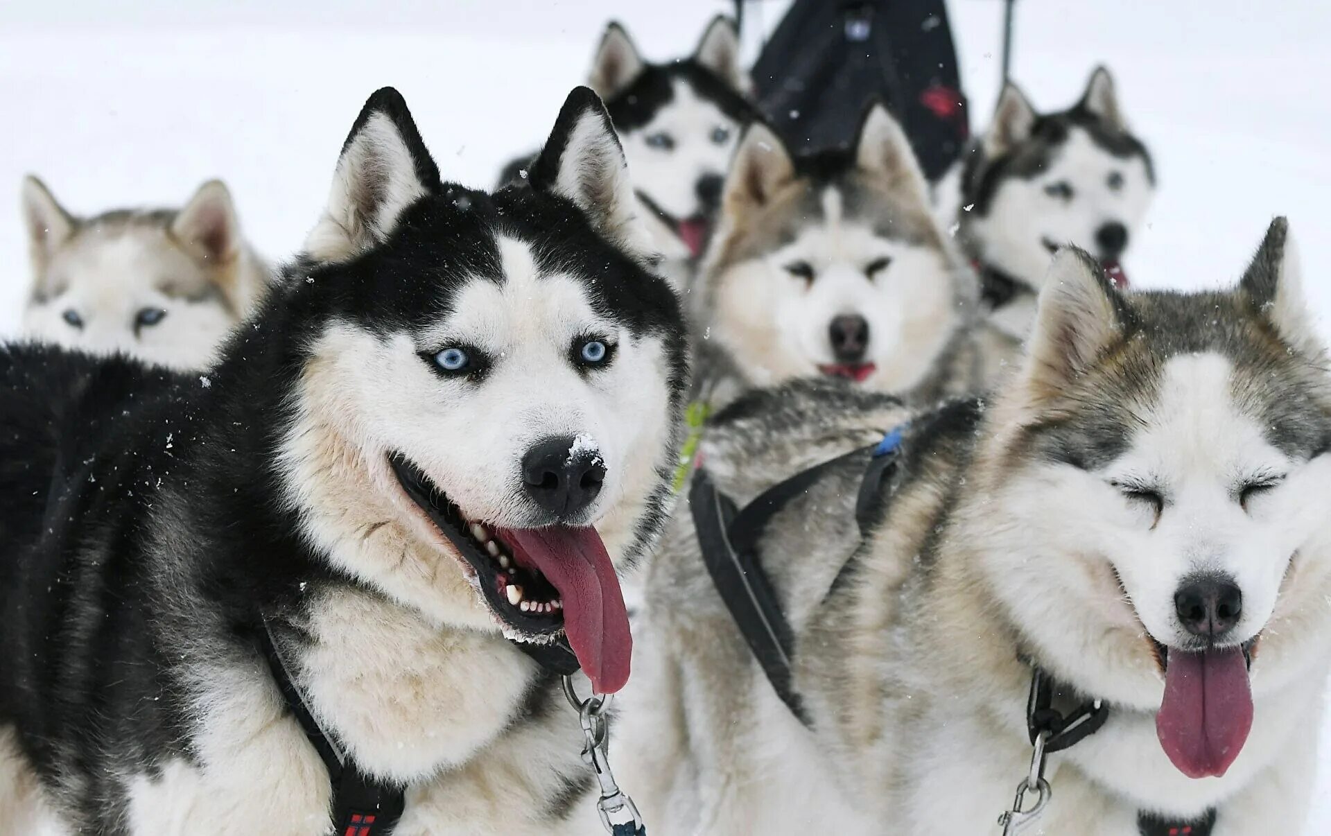 Сколько живут собаки хаски. Порода сибирский хаски. Сибирский и аляскинский хаски. Хаски описание породы 2 класс. Плюсы породы хаски.