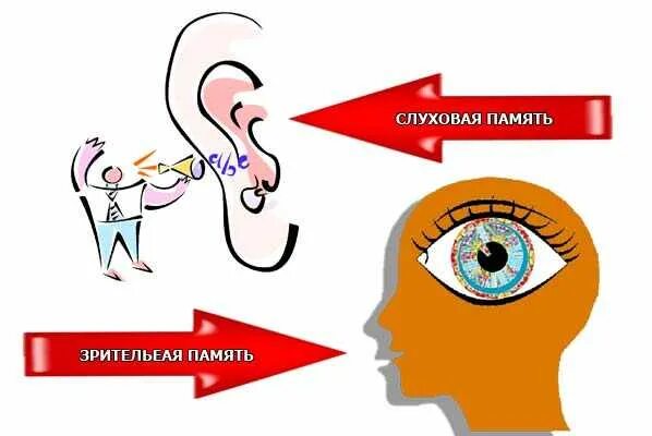 Слухо зрительный. Память зрительная слуховая и моторная. Слухо зрительный. Зрительно слуховые виды искусства примеры. Схема слухового анализатора.